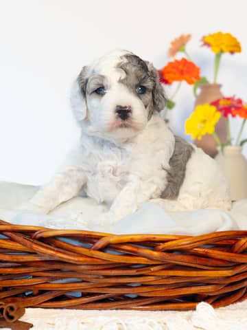 Latte — Parti Merle Cockapoo puppy from Forever and Always Doodles, Virginia