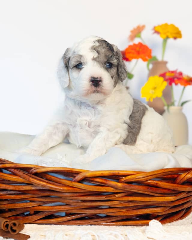 Latte, a Parti Merle Cockapoo puppy