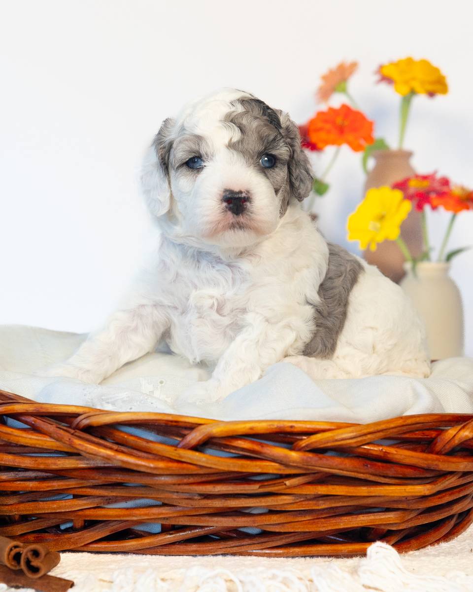 Latte — Parti Merle Cockapoo puppy from Forever and Always Doodles, Virginia