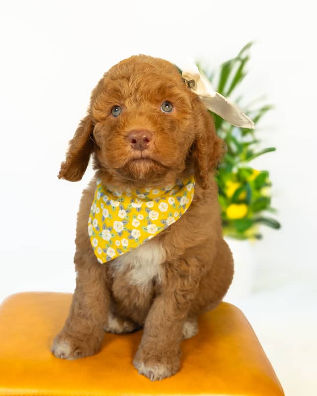 Wendy, a Golden with White Markings Goldendoodle puppy