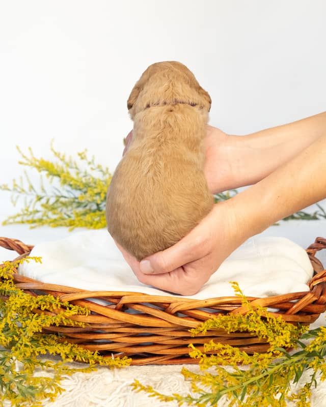 Myrtle, a Golden Goldendoodle puppy