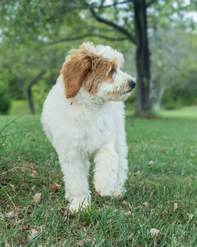 Cherry, a Golden Parti Goldendoodle puppy