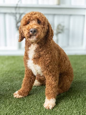 Jack, a Goldendoodle sire