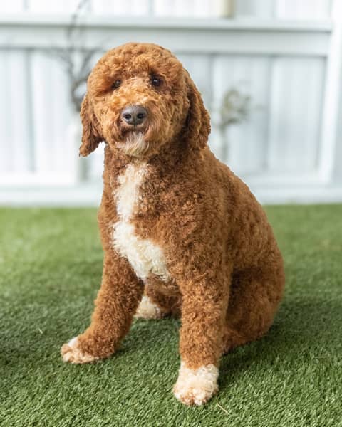 Jack, a Goldendoodle sire