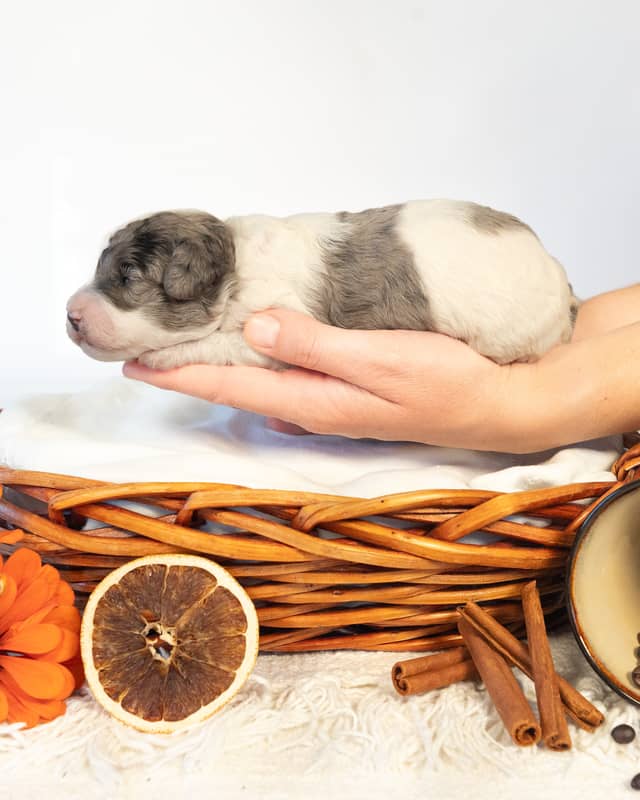 Latte, a Parti Merle Cockapoo puppy