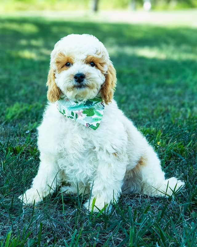 Wentworth, a Golden Parti Cockapoo puppy