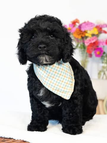 Black with White Markings Cockapoo puppy Dublin