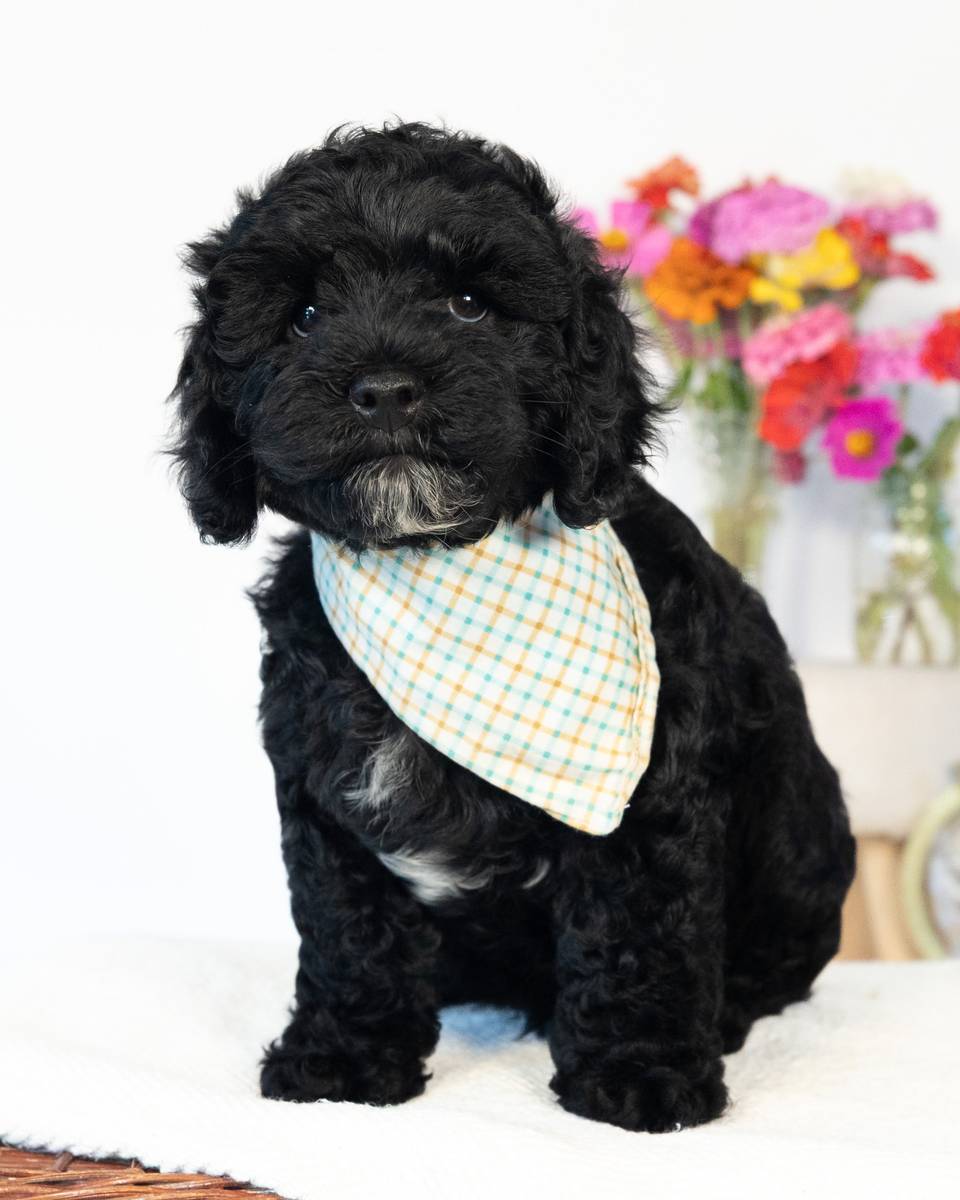 Dublin — Black with White Markings Cockapoo puppy from Forever and Always Doodles, Virginia