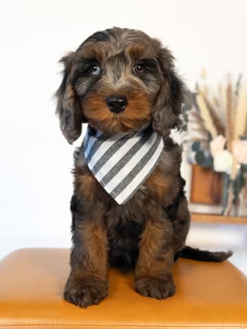 Tolkein — Blue Merle Phantom with White Markings Cockapoo puppy from Forever and Always Doodles, Virginia