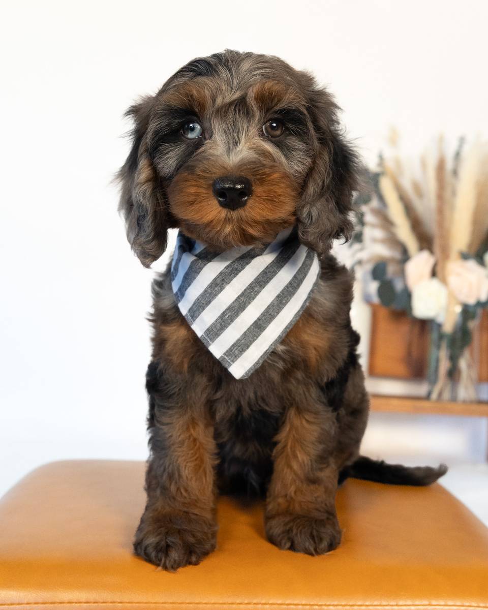 Tolkein — Blue Merle Phantom with White Markings Cockapoo puppy from Forever and Always Doodles, Virginia