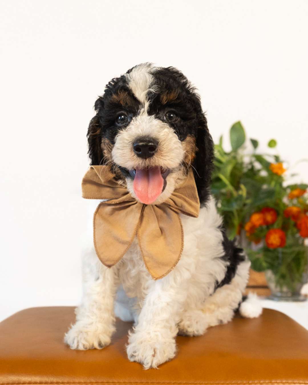 Lewis — Black Parti Phantom Cockapoo puppy from Forever and Always Doodles, Virginia