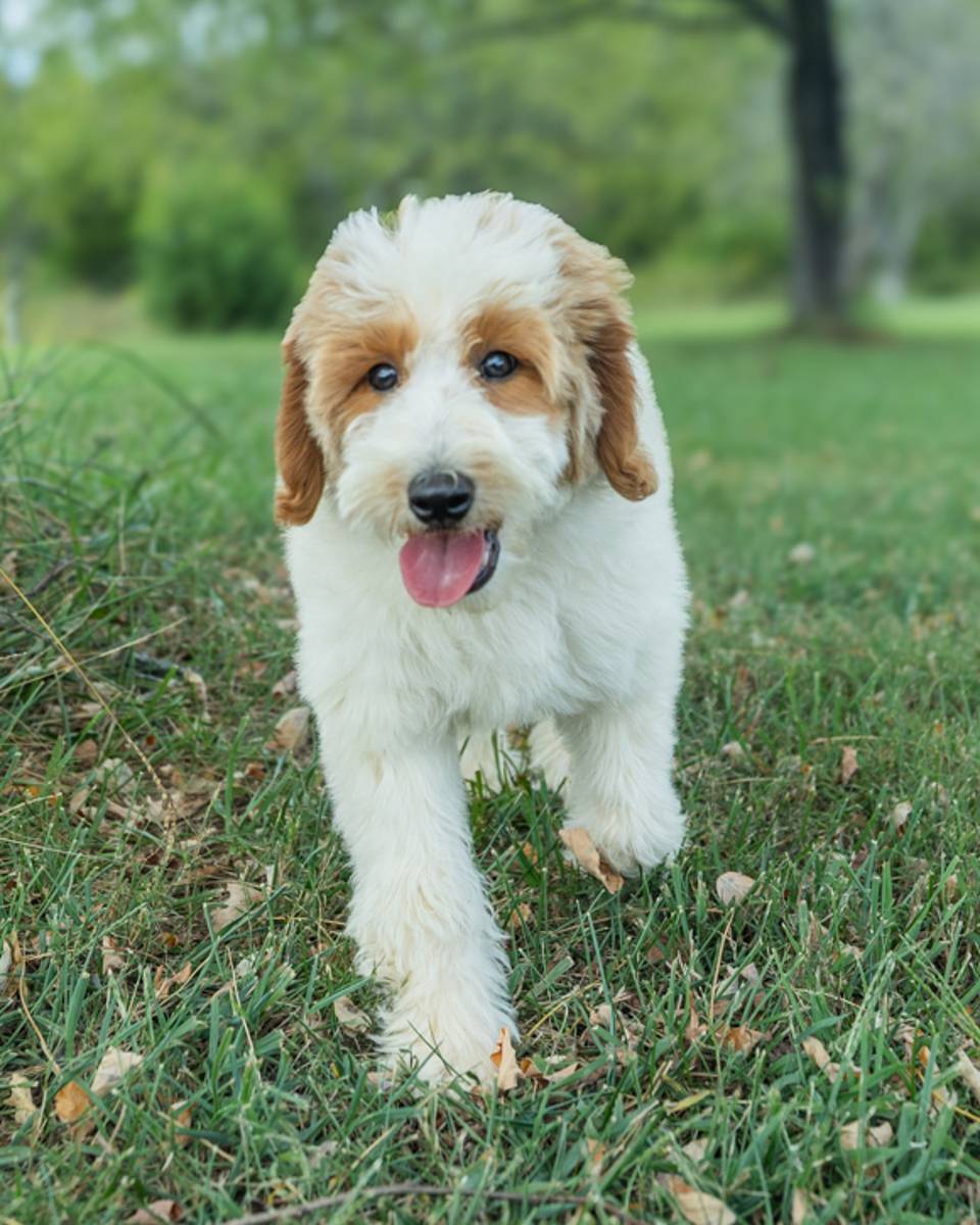 Cherry, a Golden Parti Goldendoodle puppy