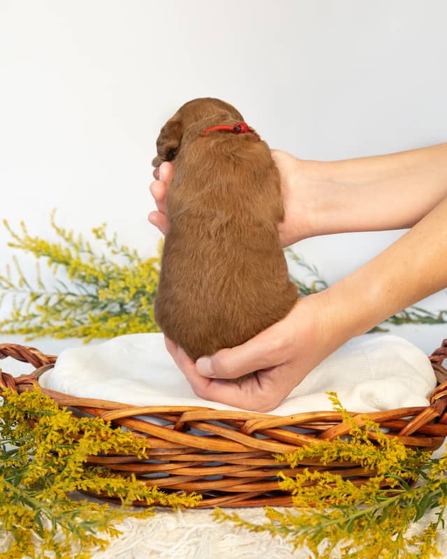 Harry, a Goldendoodle puppy