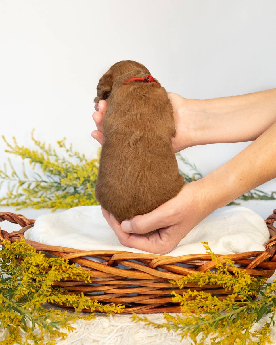 Harry, a Goldendoodle puppy
