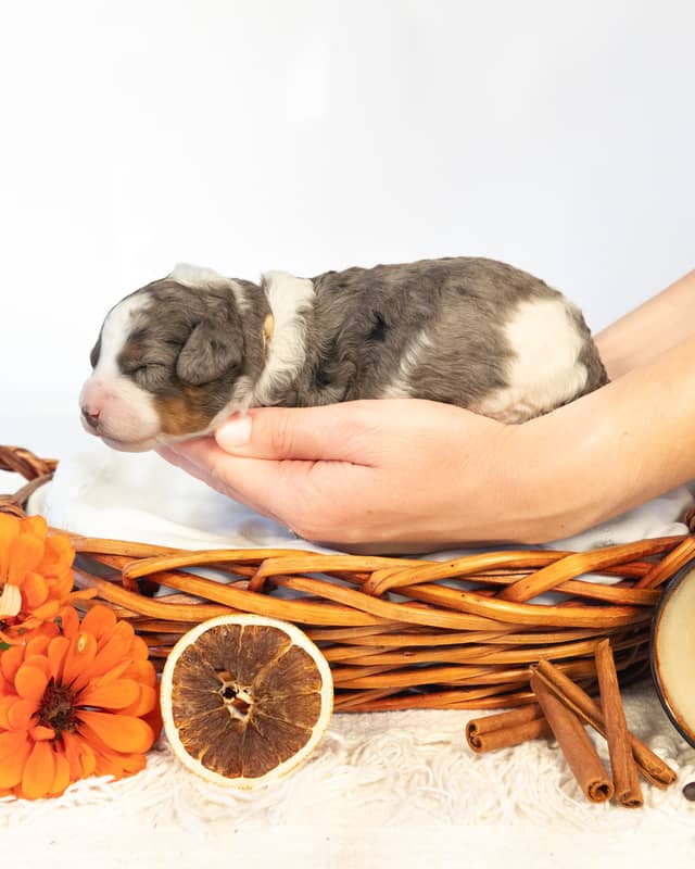 Chai, a Phantom Parti Merle Cockapoo puppy