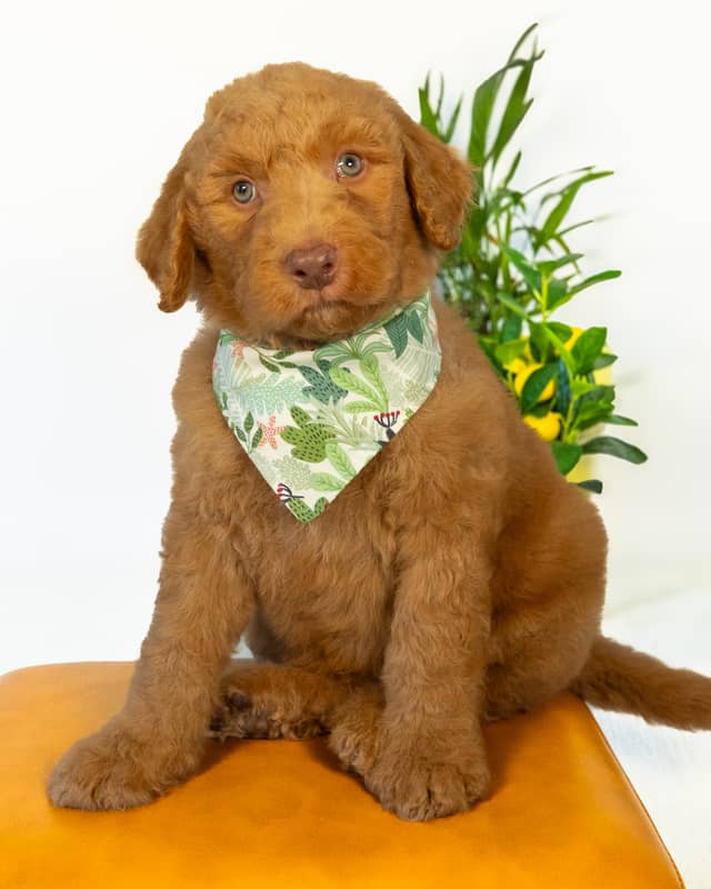 Smee, a Golden with White Markings Goldendoodle puppy