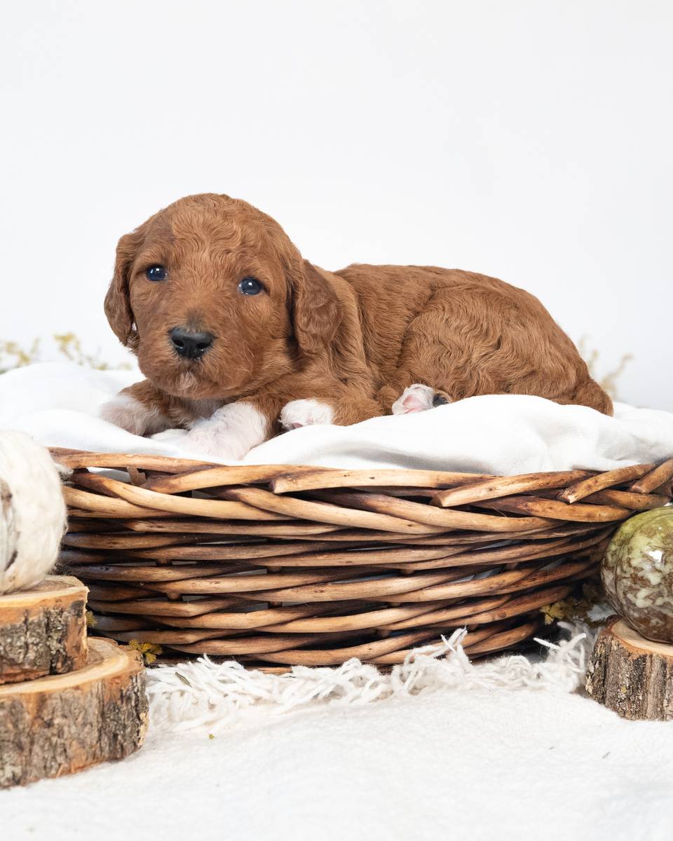 Autumn — Red with White Markings Goldendoodle puppy from Forever and Always Doodles, Virginia
