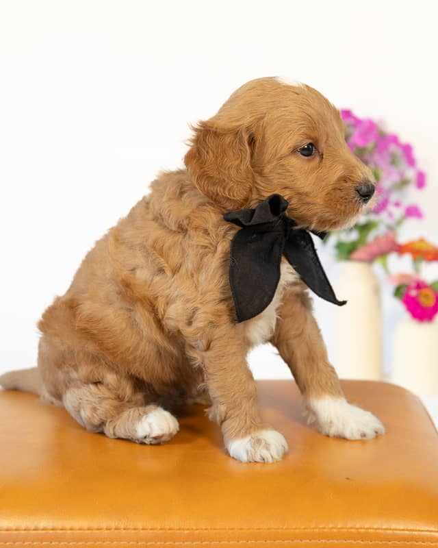 Dodge, a Golden with White Markings Goldendoodle puppy