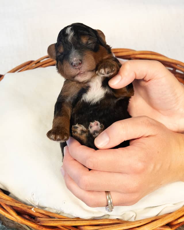 Magnus, a Phantom Bernedoodle puppy