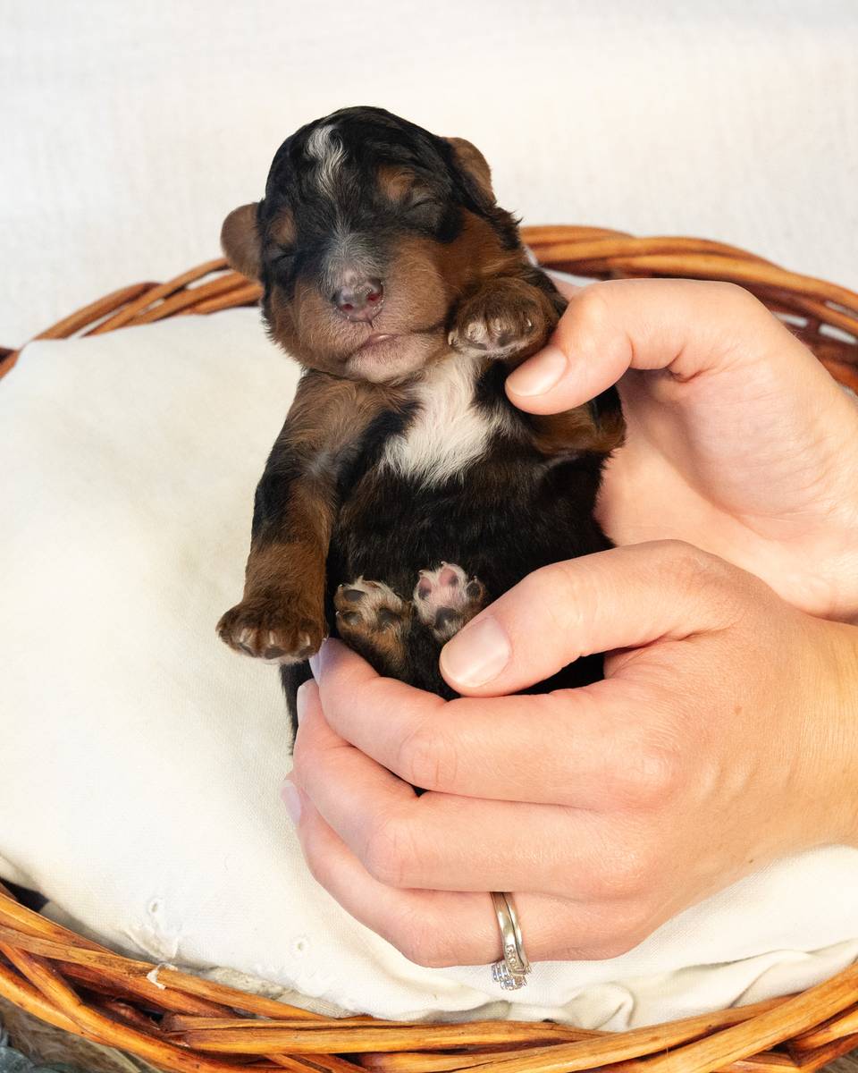 Magnus, a Phantom Bernedoodle puppy