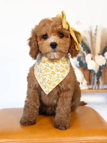 Beatrix — Apricot with White Markings Cockapoo puppy from Forever and Always Doodles, Virginia