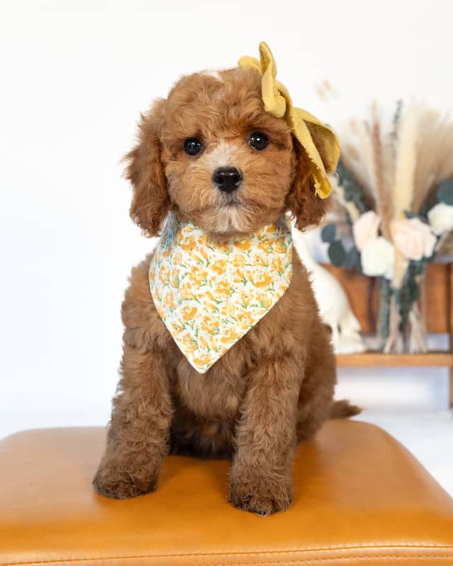 Beatrix, a Apricot with White Markings Cockapoo puppy