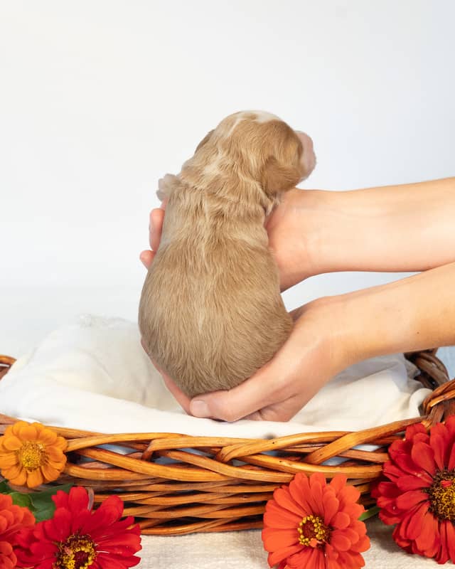 Rome, a Golden with White Markings Cockapoo puppy
