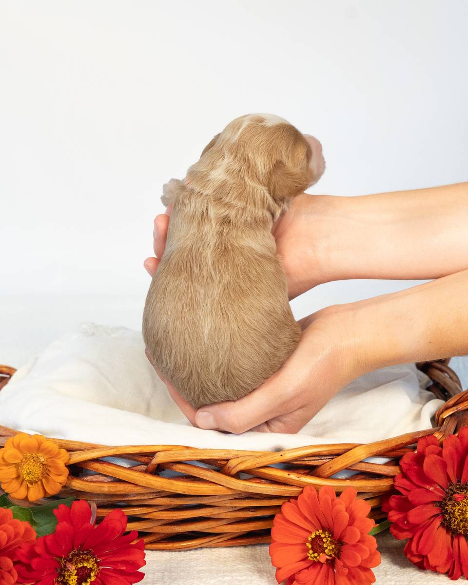 Rome, a Golden with White Markings Cockapoo puppy