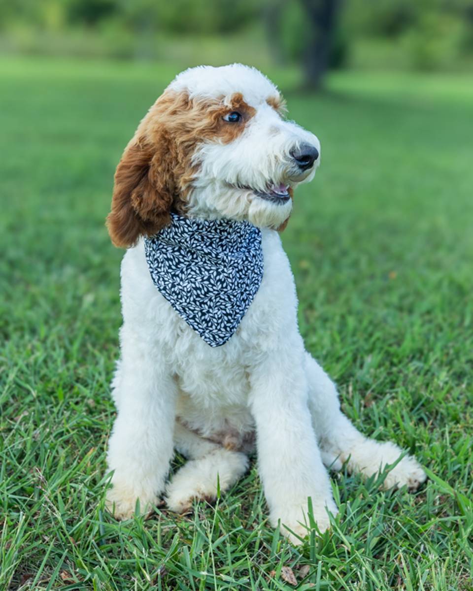 Ben, a Golden Parti Goldendoodle puppy