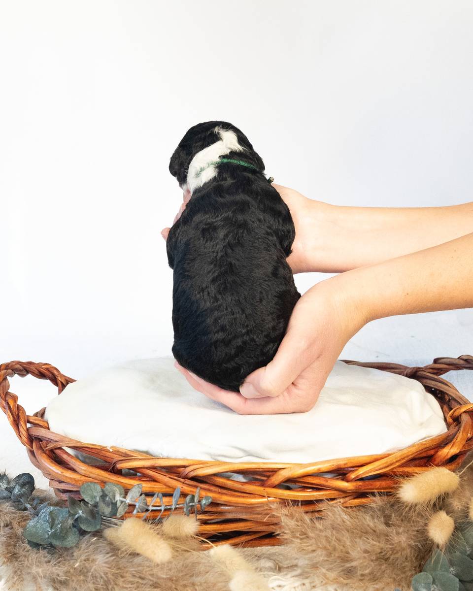Leif, a Bernedoodle puppy