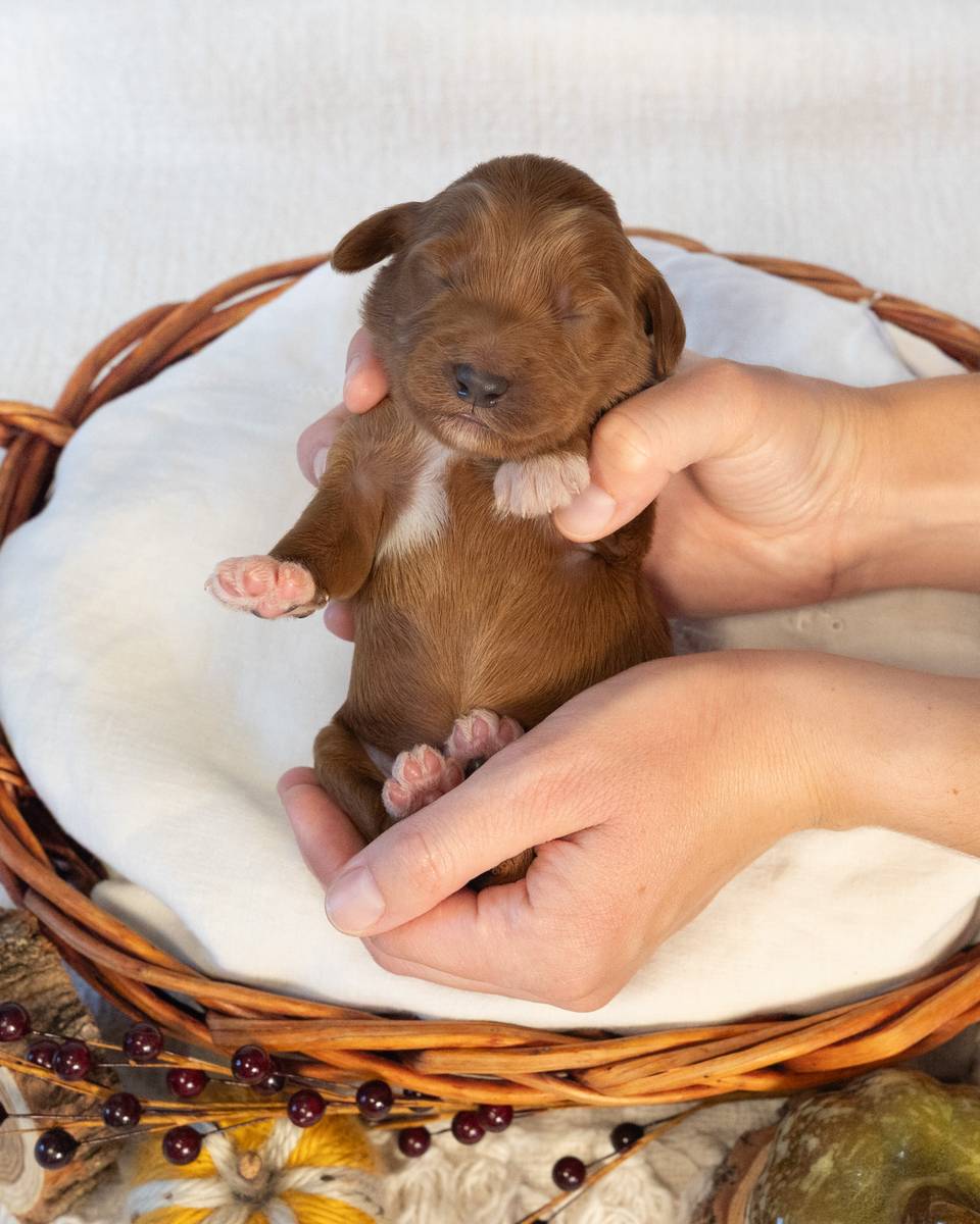 Earl, a Red with White Markings Goldendoodle puppy