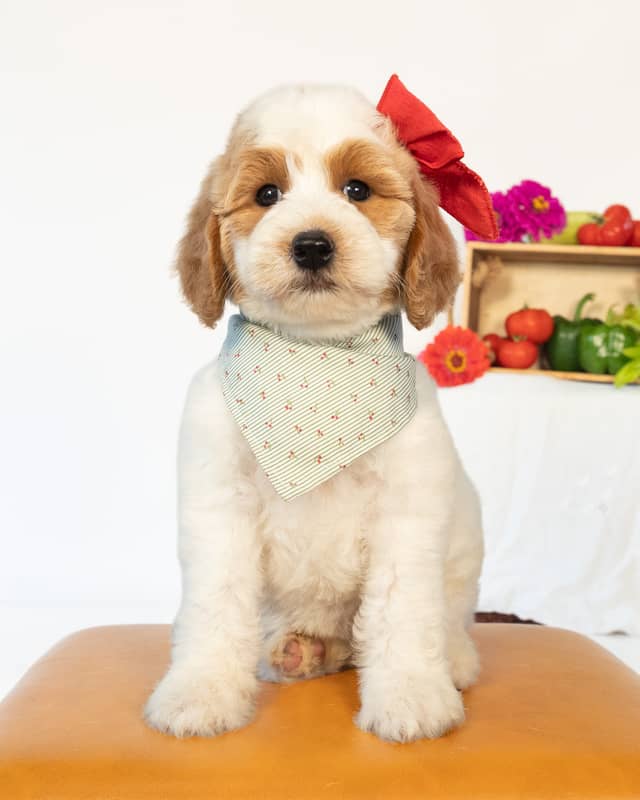 Cherry, a Golden Parti Goldendoodle puppy