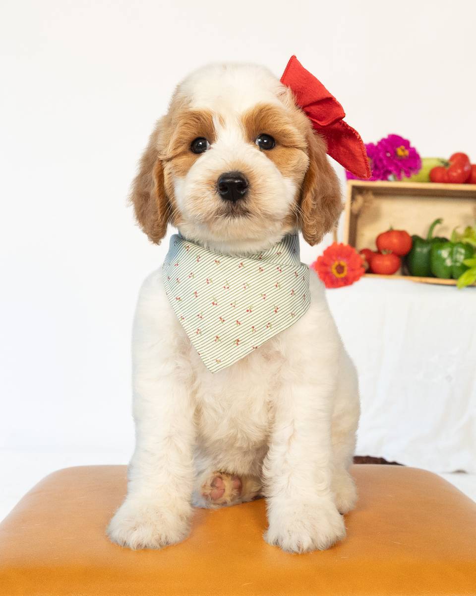 Cherry, a Golden Parti Goldendoodle puppy