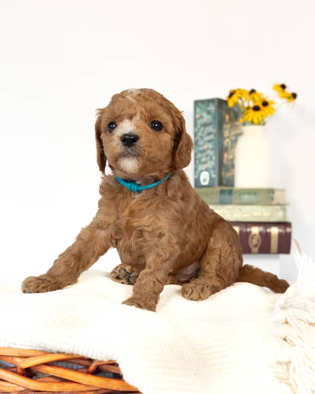 Beatrix, a Apricot with White Markings Cockapoo puppy