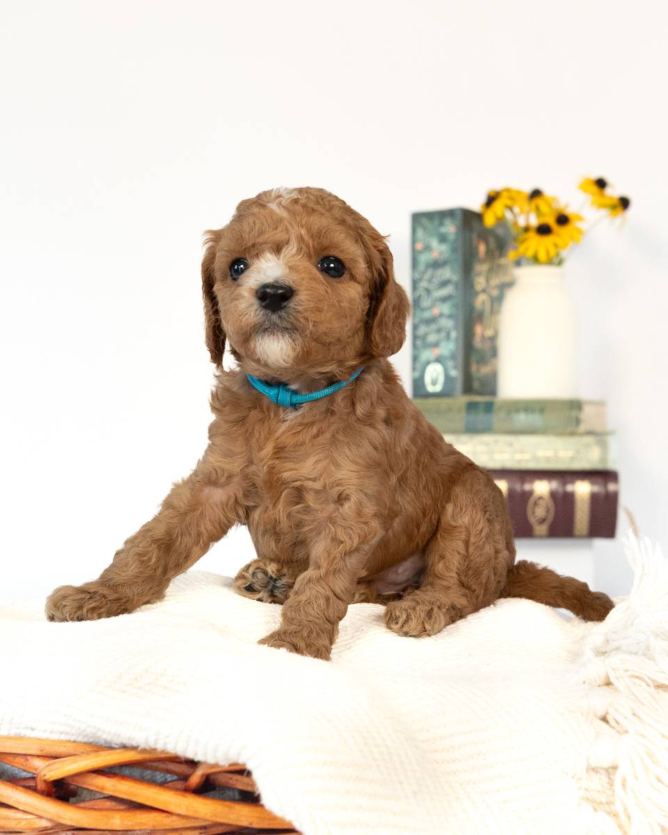 Beatrix, a Apricot with White Markings Cockapoo puppy