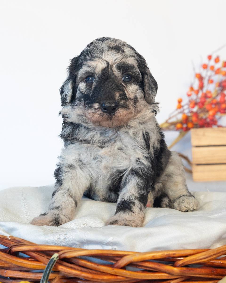 Dumbledore, a Blue Merle Goldendoodle puppy