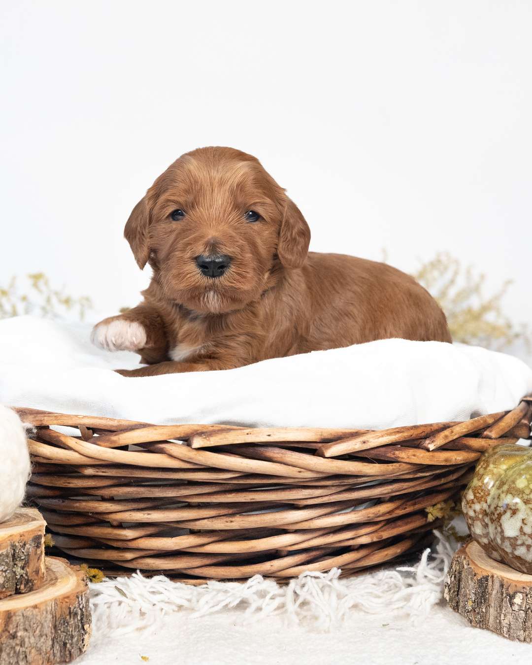Earl — Lulu × Jack — Goldendoodle litter from Forever and Always Doodles, Virginia