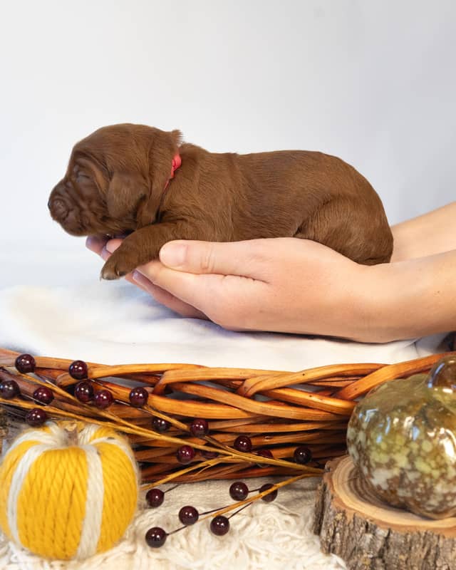 Maple, a Red with White Markings Goldendoodle puppy