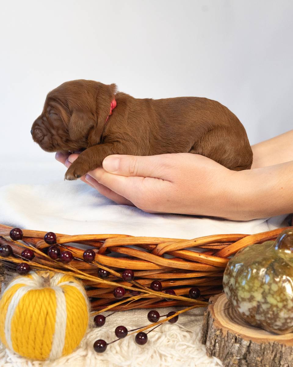 Maple, a Red with White Markings Goldendoodle puppy