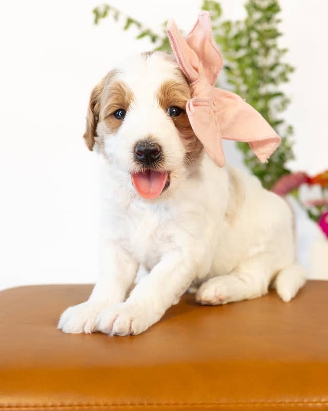 Cherry, a Golden Parti Goldendoodle puppy