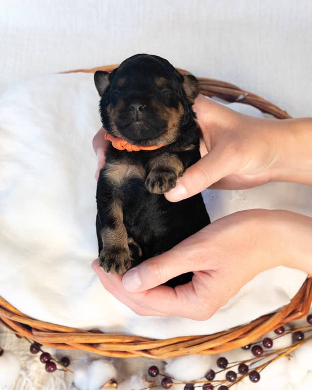 Caramel, a Black Phantom Cockapoo puppy