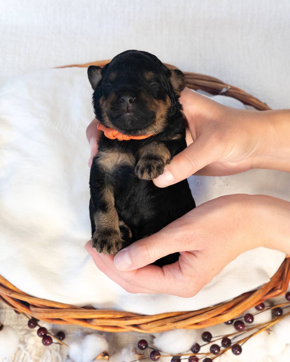 Caramel, a Black Phantom Cockapoo puppy