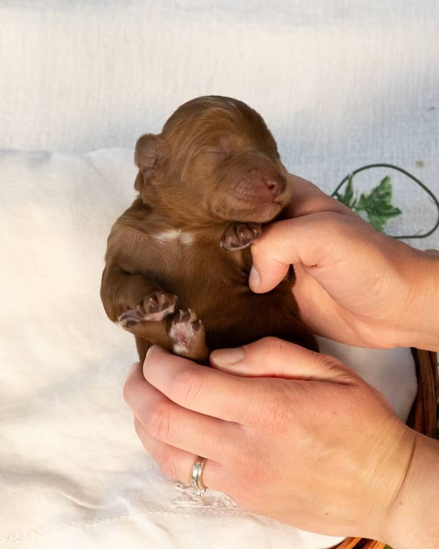 Tootles, a Apricot with White Markings Goldendoodle puppy