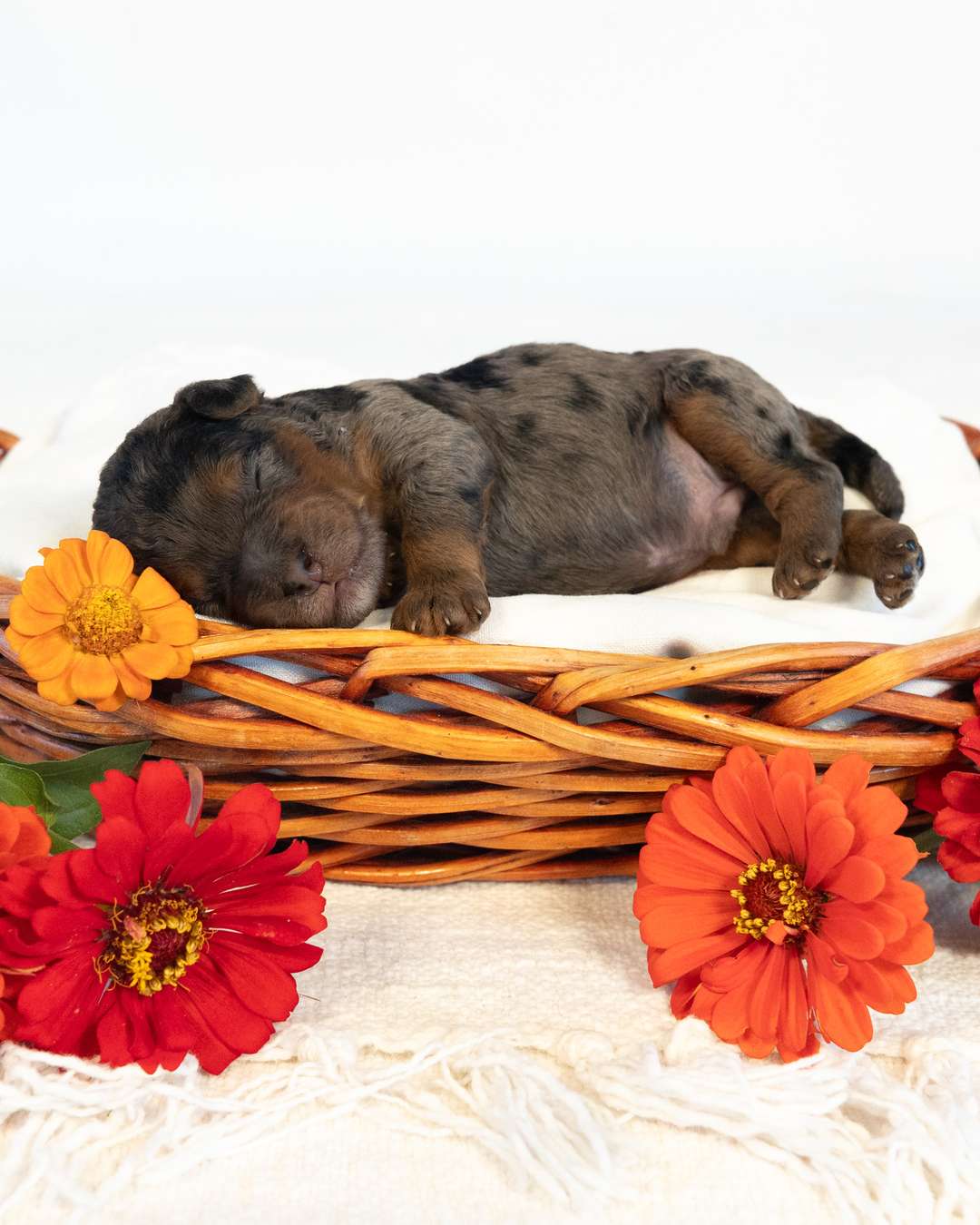 Tokyo — Blue Merle Phantom Cockapoo puppy from Forever and Always Doodles, Virginia