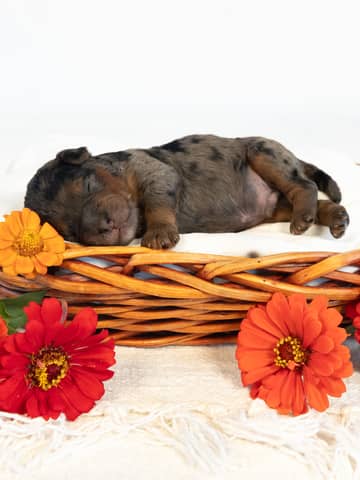 A Cockapoo puppy at the Forever and Always Doodles farm