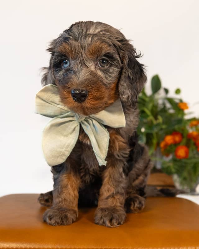 Tolkein, a Blue Merle Phantom with White Markings Cockapoo puppy