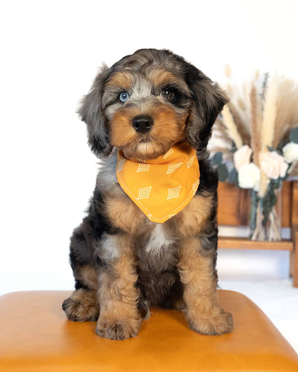 Dickens — Blue Merle Phantom with White Markings Cockapoo puppy from Forever and Always Doodles, Virginia