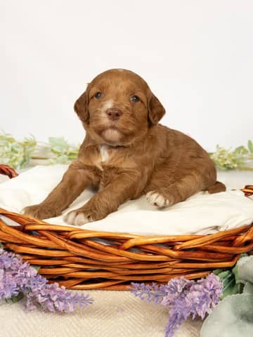 A Cockapoo puppy at the Forever and Always Doodles farm