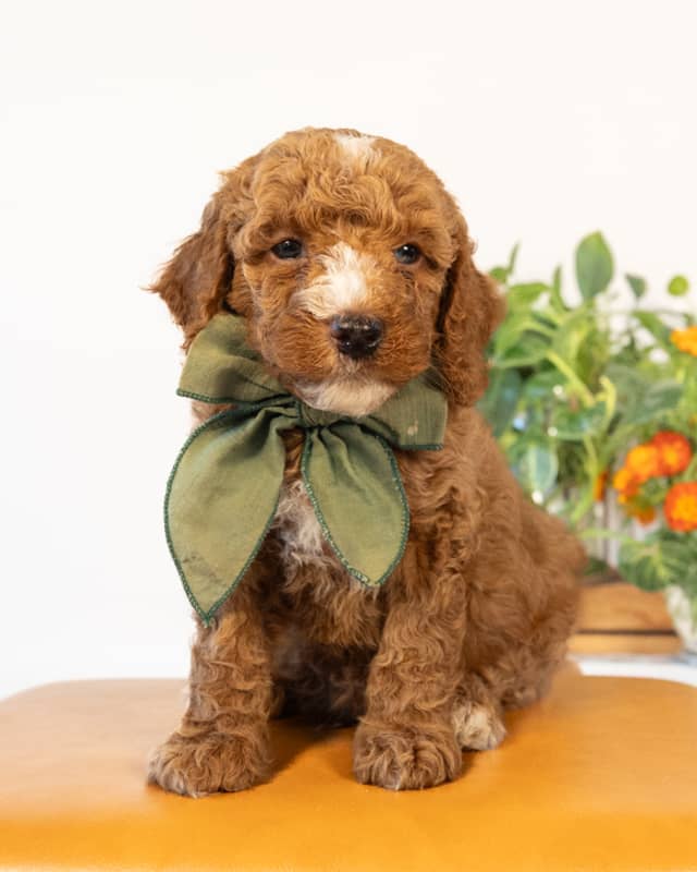 Doyle, a Golden with White Markings Cockapoo puppy