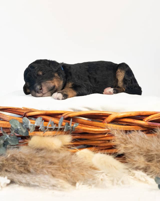 Thor, a Phantom Bernedoodle puppy